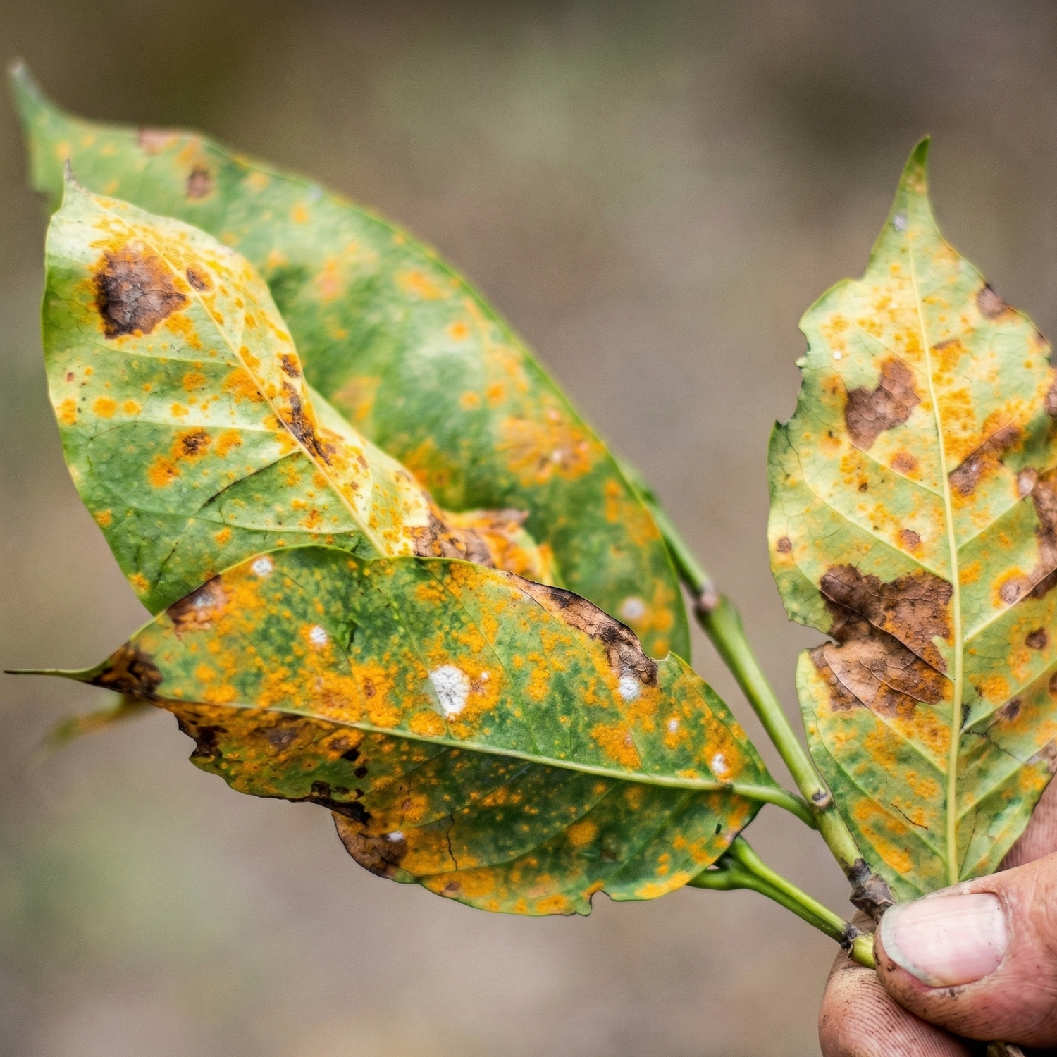 Fungicides